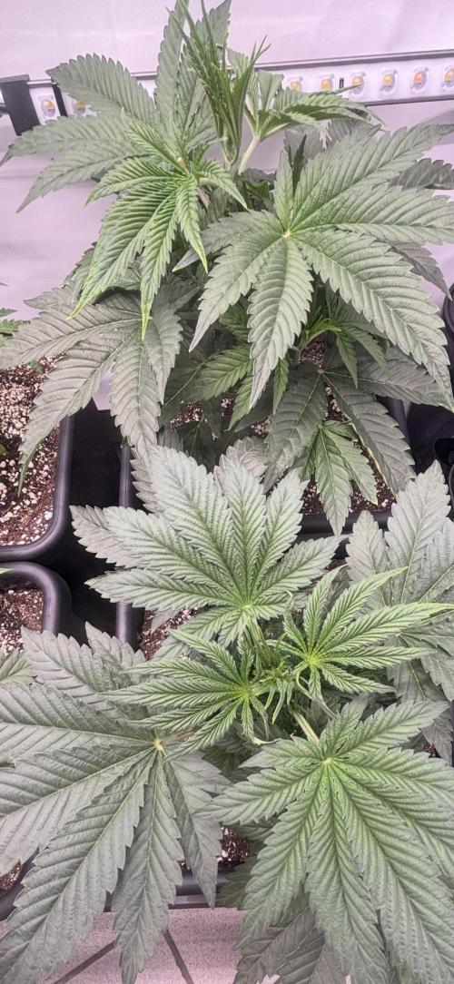 New Money Compound Genetics. Week 5