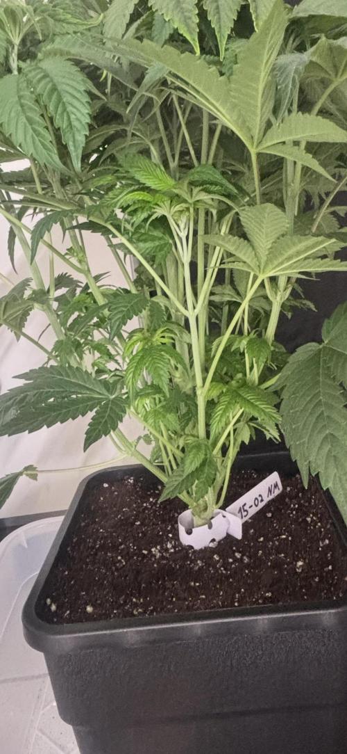 New Money Compound Genetics. Week 6