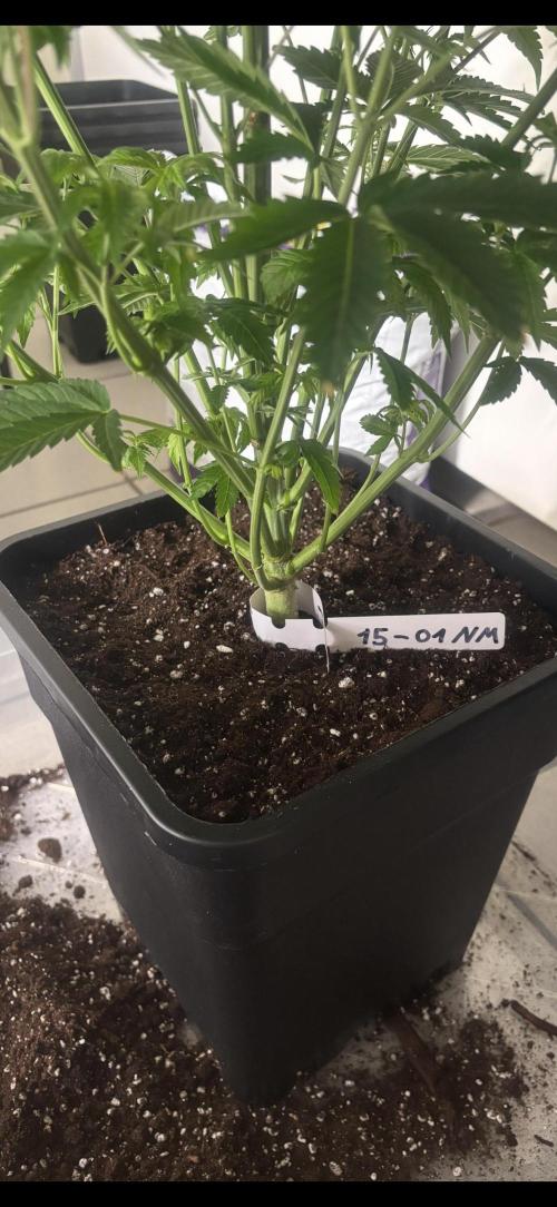 New Money Compound Genetics. Week 6