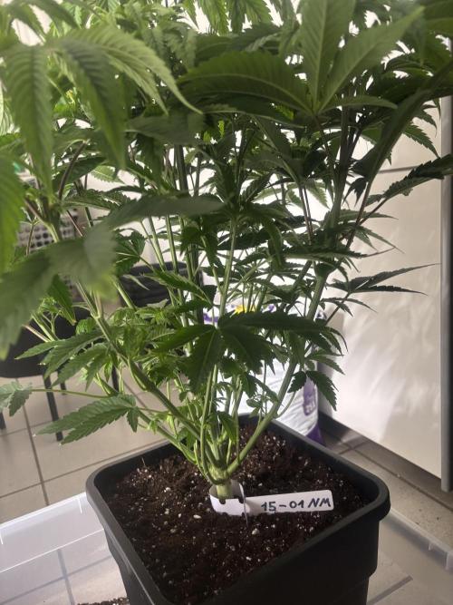 New Money Compound Genetics. Week 6