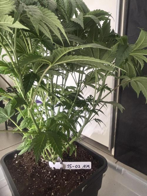 New Money Compound Genetics. Week 6