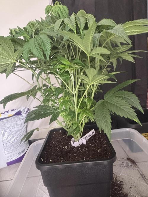 New Money Compound Genetics. Week 6