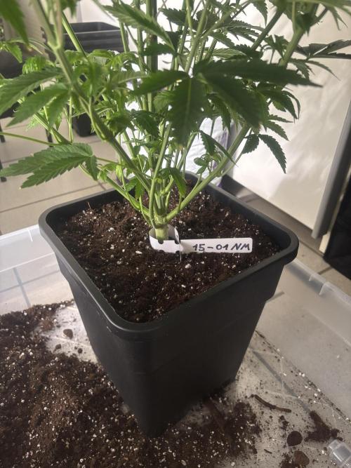 New Money Compound Genetics. Week 6
