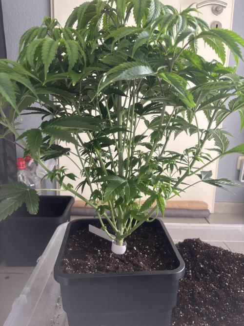 New Money Compound Genetics. Week 6