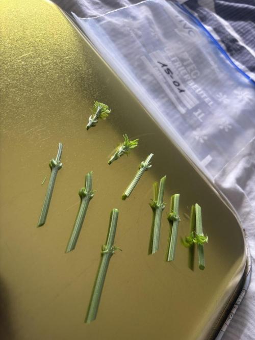 New Money Compound Genetics. Week 7