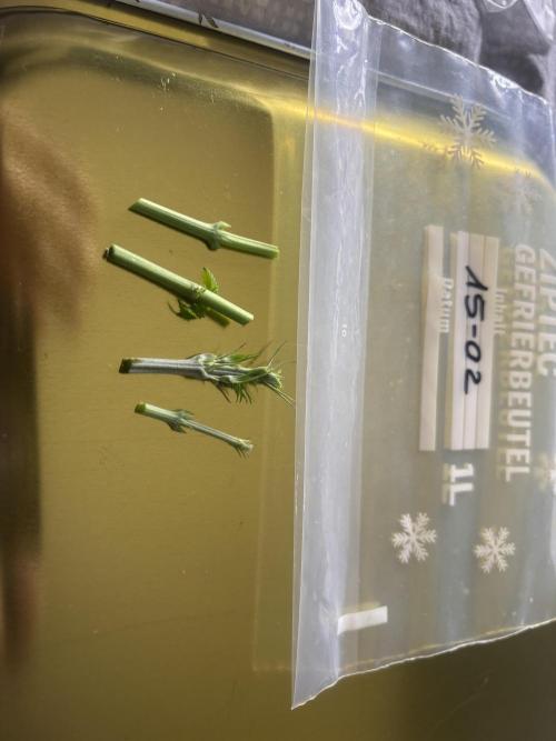 New Money Compound Genetics. Week 7