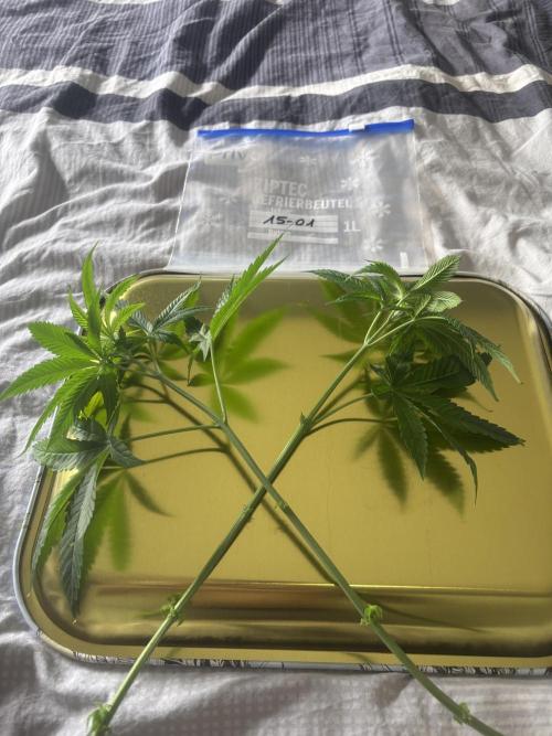 New Money Compound Genetics. Week 7