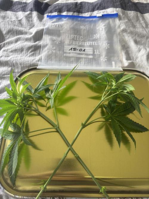 New Money Compound Genetics. Week 7