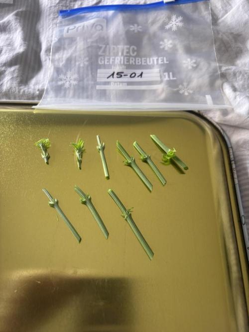 New Money Compound Genetics. Week 7