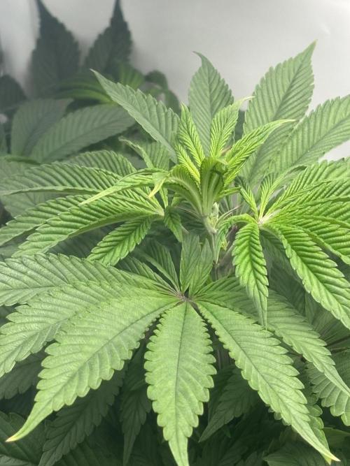 New Money Compound Genetics. Week 8
