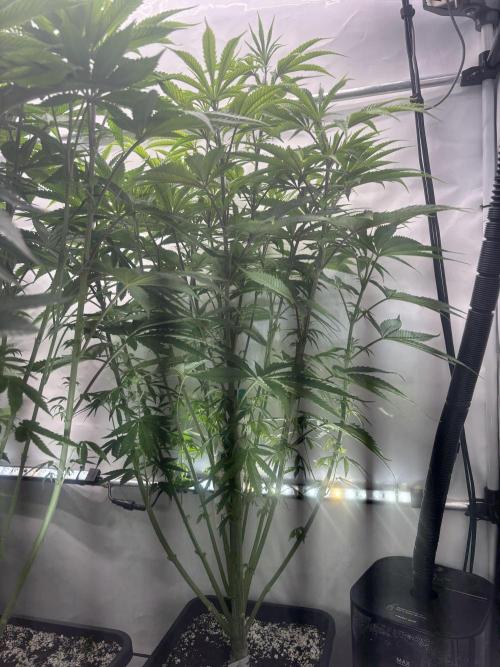New Money Compound Genetics. Week 8