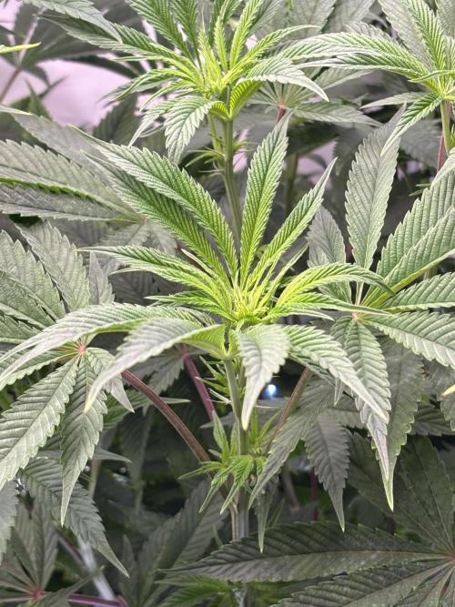 New Money Compound Genetics. Week 9