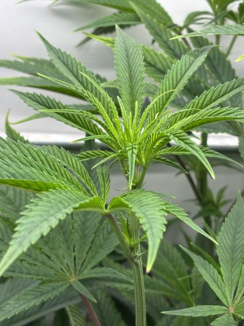 New Money Compound Genetics. Week 9