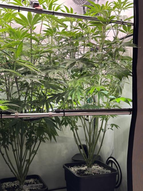 New Money Compound Genetics. Week 9