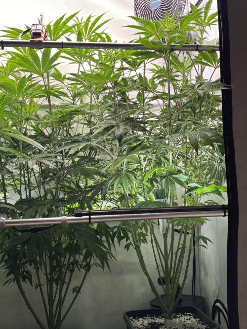 New Money Compound Genetics. Week 9