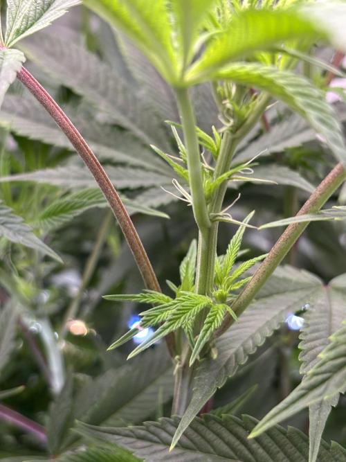 New Money Compound Genetics. Week 9