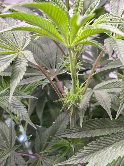 New Money Compound Genetics. Week 9