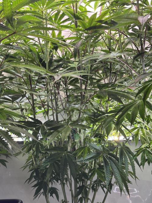 New Money Compound Genetics. Week 9