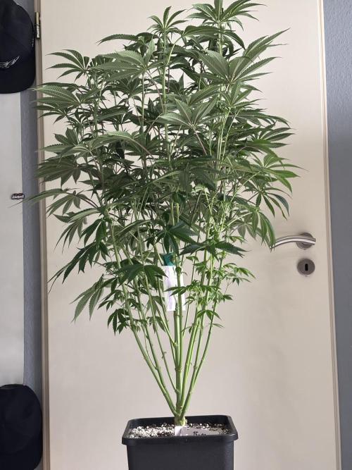 New Money Compound Genetics. Week 9