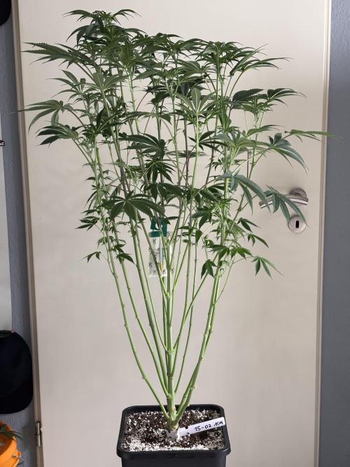 New Money Compound Genetics. Week 9