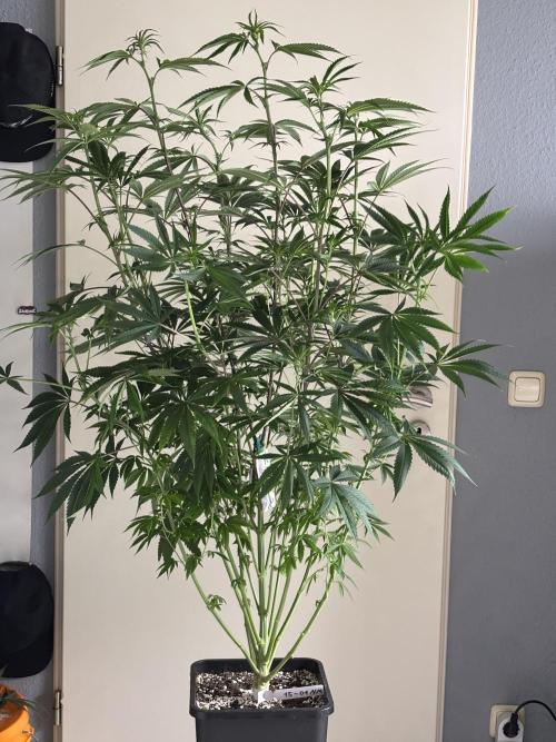 New Money Compound Genetics. Week 9
