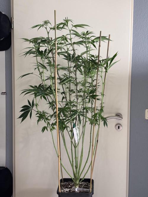 New Money Compound Genetics. Week 9