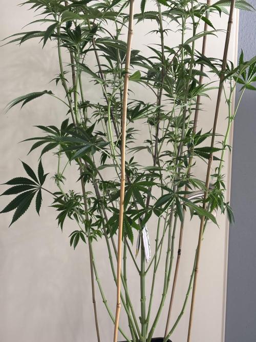 New Money Compound Genetics. Week 9