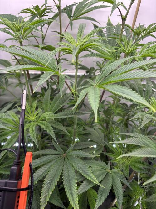 New Money Compound Genetics. Week 9