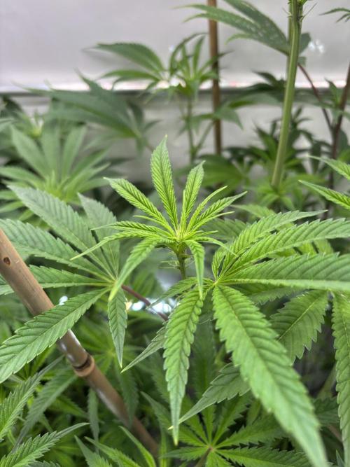 New Money Compound Genetics. Week 9