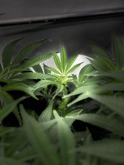 New Money Compound Genetics. Week 10