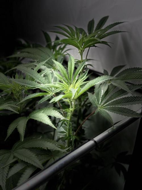 New Money Compound Genetics. Week 10