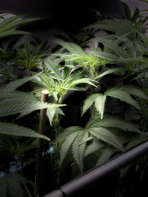 New Money Compound Genetics. Week 10