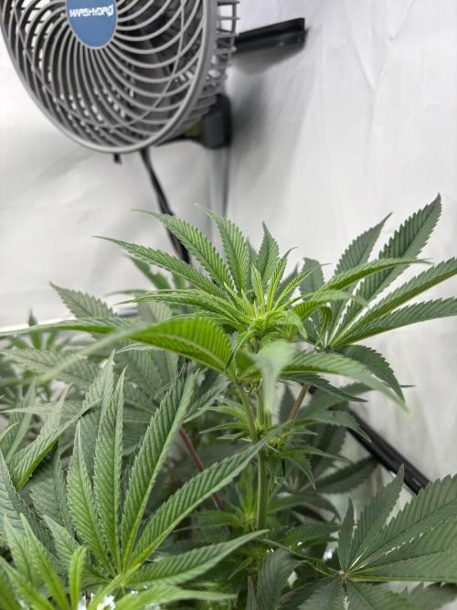 New Money Compound Genetics. Week 10