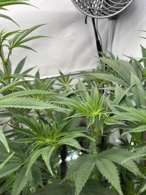 New Money Compound Genetics. Week 10