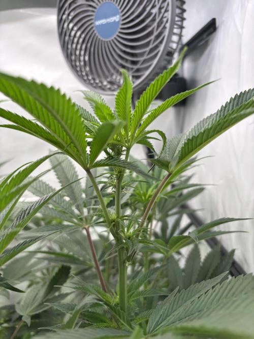 New Money Compound Genetics. Week 10