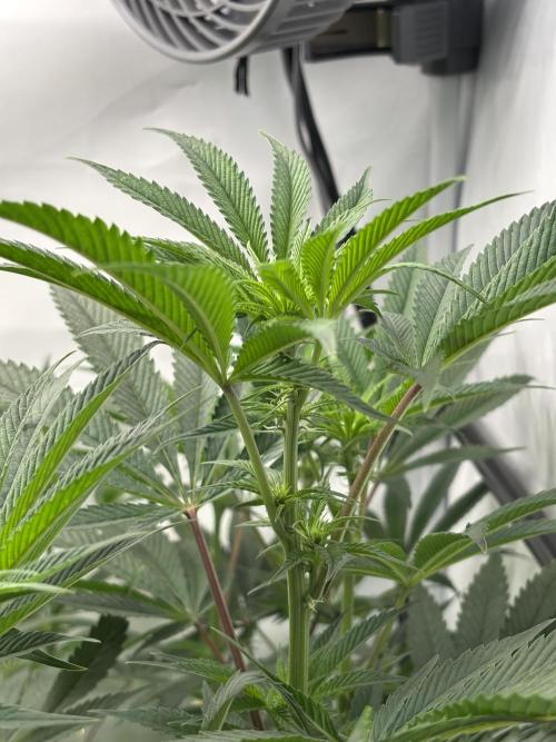New Money Compound Genetics. Week 10