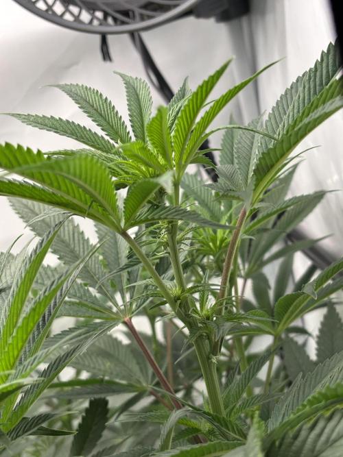 New Money Compound Genetics. Week 10