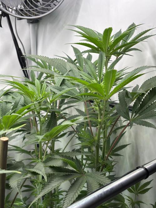 New Money Compound Genetics. Week 10