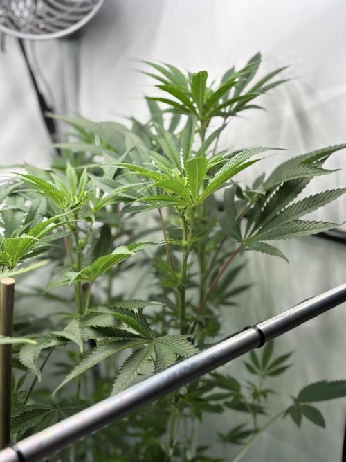 New Money Compound Genetics. Week 10