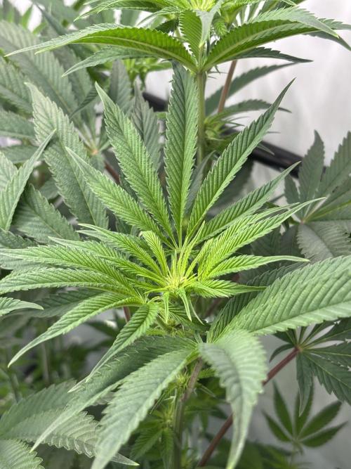 New Money Compound Genetics. Week 10