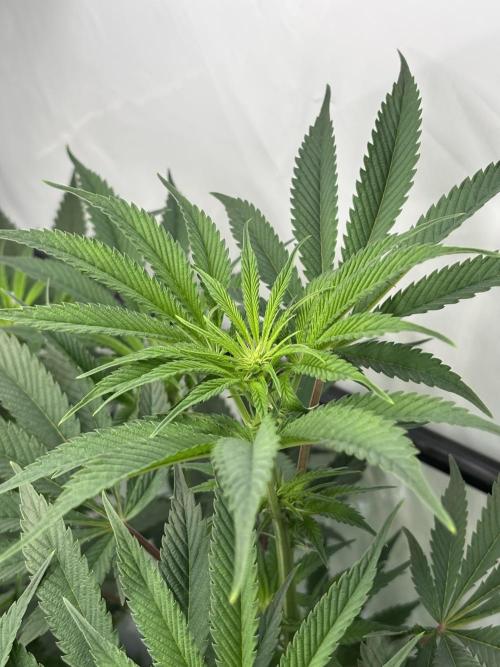 New Money Compound Genetics. Week 10