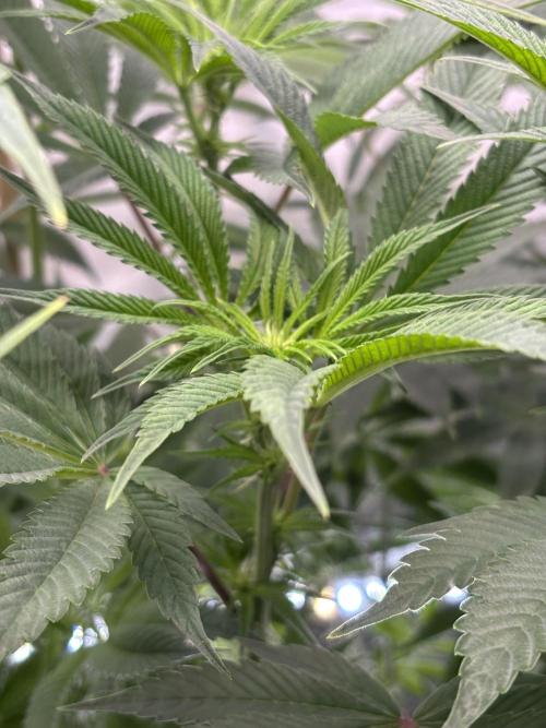New Money Compound Genetics. Week 10