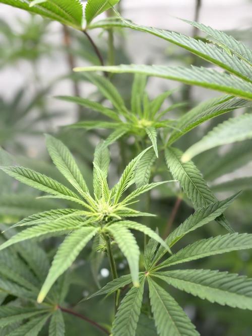 New Money Compound Genetics. Week 10