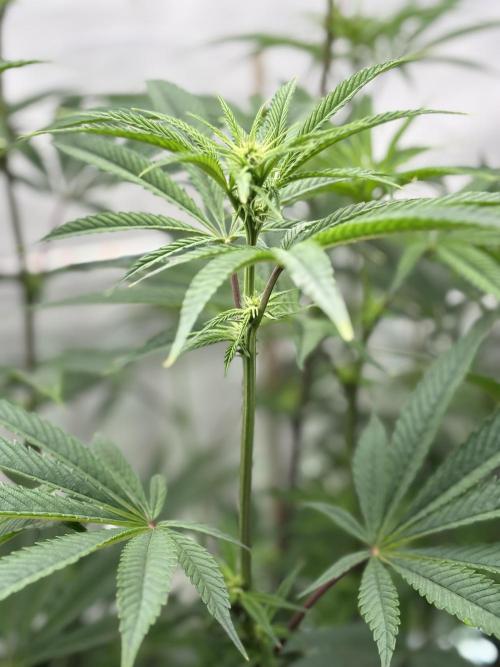 New Money Compound Genetics. Week 10