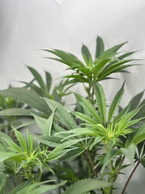 New Money Compound Genetics. Week 10