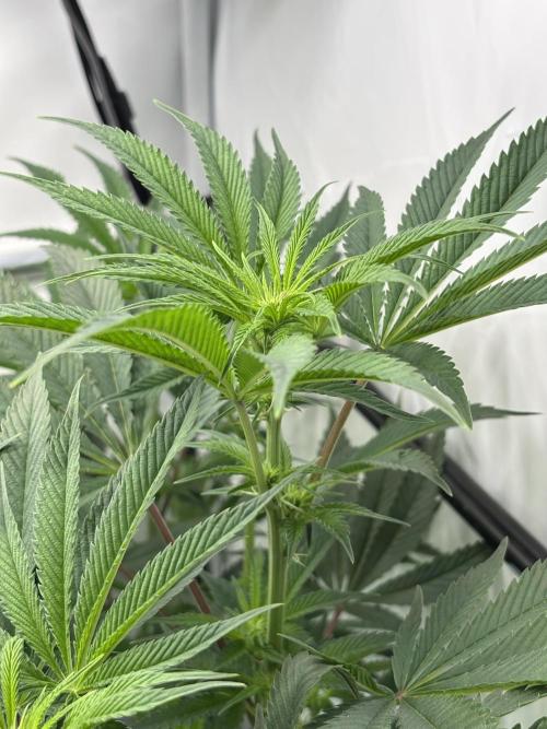 New Money Compound Genetics. Week 10