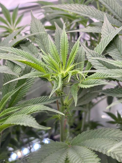 New Money Compound Genetics. Week 10