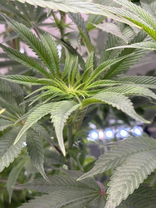 New Money Compound Genetics. Week 10