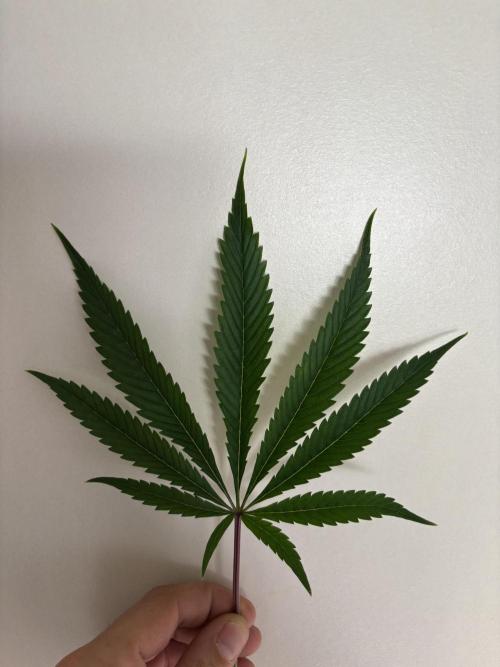 New Money Compound Genetics. Week 10