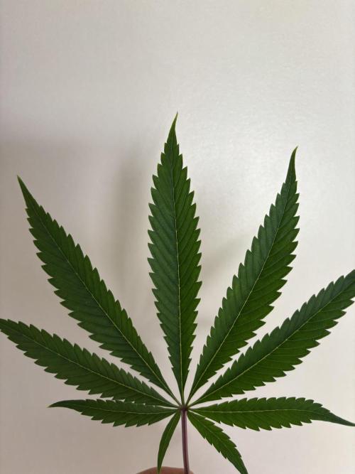 New Money Compound Genetics. Week 10